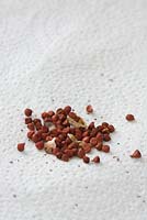 Seeds of Gladiolus byzantinus - collected in August, wrapped in kitchen towel and placed in refrigerator until February


