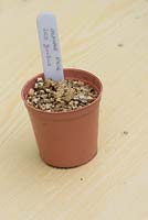Propagation of Lilium bulblets. Daughter bulblets formed on underground stems - Separate and pot up in small pot.  Cover with vermiculite, water and label.