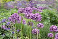 Allium 'Gladiator' in blue, purple and lime green border 