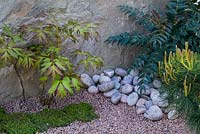 Green mat of Soleirolia soleirolii, gravel and stones, with Paeonia, Mahonia and Pinus sylvestris. Japanese Reflection, RHS Malvern Spring Festival 2016.. Design: Peter Dowle and Richard Jasper, Howle Hill Nursery