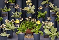 Primula auricula from Drointon Nurseries. RHS Malvern Spring Festival 2016. Gold Medal