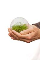 A pair of mans hands holding a glass globe of new green shoots 