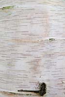 Bark of Betula platyphylla var. japonica - birch