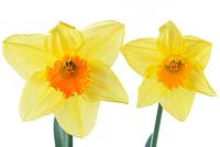 Narcissus 'Juanita', Daffodil Div 2 Large-cupped
