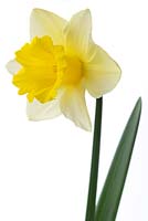 Narcissus 'Anniversary Gift' - Daffodil Div. 2 Large-cupped 