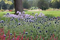 Mixed border with Echinops and Persicaria amplexicaulis 'Firedance' in the foreground and phlox in the background - Trentham Estate, Staffordshire  