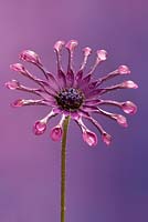 Osteospermum 'Whirligig' - african daisy