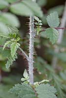 Rubus thibetanus foliage - ghost bramble