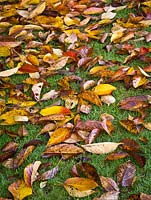 Fallen autumn leaves of Prunus 'Tai-Haku' lying on grass