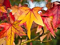 Liquidambar styraciflua 'Lane Roberts' AGM - autumn foliage