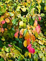 Parrotia persica 'Pendula' - colourful autumn foliage