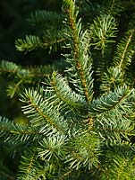 Picea omorika AGM - Serbian Spruce