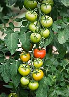 Tomato 'Shirley - trusses of ripening fruits in greenhouse