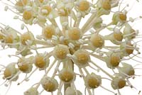 Fatsia japonica flowerhead on white background