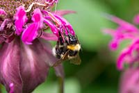 Bombus terrestris, the buff-tailed bumblebee feeding on monarda - bergamot 'On Parade' flowers