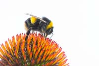 Bombus terrestris, the buff-tailed bumblebee feeding on Echinacea purpurea 'Lustre Hybrids' 