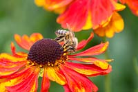 UK honey bee - apis mellifera, feeding on heleniums 'Sahins Early Flowerer'