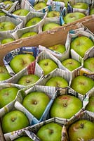 Bramley Apples - Malus domestica 'Bramley's Seedling'  stored with newspaper protection to prevent rot transmission.