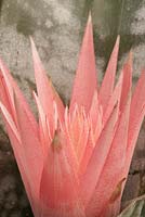 Aechmea fasciata primera, syn. Billbergia rhodocyanea - vase plant

