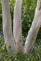 Betula utilis var. jaquemontii - Himalayan Birch 