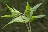 Euphorbia lathyris - caper spurge