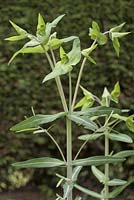 Euphorbia lathyris - caper spurge 