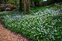 Wild Garlic and Bluebells - Bonython Estate Garden, Cornwall