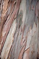 Eucalyptus bark detail