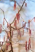 Corylus maxima 'Red Filbert'