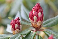 Rhododendron 'Halfdan Lem' flower buds 