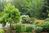 Mulch borders with Hydrangea paniculata 'Limelight', 'Quick Fire' and various white, pink Echinacea - Coneflowers in residential front yard garden in summer