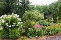 Mulch border with Buxus 'Mont-Bruno' - Boxwood, Hydrangea paniculata 'Quick Fire', white Echinacea 'Purity' and 'Pink Double Delight' - Coneflowers, red Hemerocallis ' Anzac' - Daylilies, Salix 'Hakuro Nishiki' -Willow shrub in residential front yard garden in summer