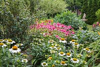 White Echinacea 'Purity' and 'Pink Double Delight' - Coneflowers in border in residential front yard garden in summer