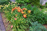 Paving stone edged mulch border with pink Hemerocallis 'Siloam Show Girl', red and yellow Hemerocallis 'All American Chief', yellow Hemerocallis 'El Desperado ' - Daylily flowers, Paeonia - Peony shrubs in residential front yard garden in summer