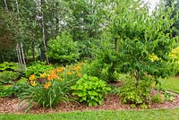Mulch border with orange Hemerocallis 'Raging Tiger' - Daylilies, Heptacodium miconioides - Seven-son flower in residential front yard garden in summer