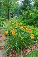 Brown flagstone path through mulch border with orange Hemerocallis 'Raging Tiger' - Daylilies in residential front yard garden in summer