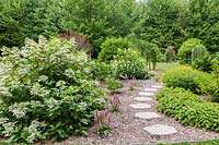 Grey flagstone path through mulch border with white flowering Hydrangea paniculata 'Fire and Ice' shrub, pink Ptilotus and ground covering Geraniums in residential backyard garden in summer