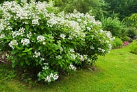 Hydrangea paniculata 'Fire and Ice' and green grass lawn in residential backyard garden in summer