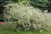 Salix 'Hakuro Nishiki' - Willow shrub in residential backyard garden in summer