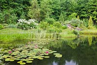 Pond with pink Nymphaea 'Attraction' - Waterlily flowers and bordered by white flowering Hydrangea paniculata 'Quick Fire', Thuya 'Yellow Ribbon' - Cedar tree in residential backyard garden in summer