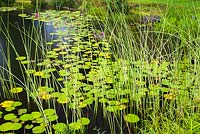 Pond with Schoenoplectus tabernaemontana - Club Rush, pink Nymphaea 'Attraction' - Waterlily flowers, blue flowering Pontederia cordata - Pickerel Weed in residential backyard garden in summer