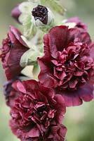 Alcea 'Chater's Double Purple' - hollyhock