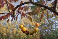 Rustic bird feeder made of windfall apples on wire suspended from tree branch