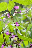Phaseolus vulgaris 'Purple Queen' - Dwarf French beans