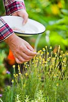Woman picking chamomile in herb garden.