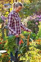 Woman harvesting carrots in the garden.
