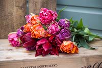 Bunch of Tulipa 'Chato', 'Purple Peony', 'Princes Irene' and 'National Velvet' on a crate