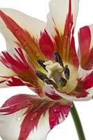 Tulipa 'Flaming Spring Green'