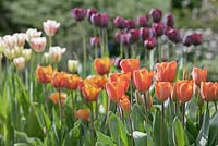 Tulipa 'Annie Schilder' with 'Ronaldo', 'Cairo' and 'Flaming Spring Green' grouped together