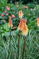 Kniphofia 'Tawny King' with Rosa 'Westmorland' in background